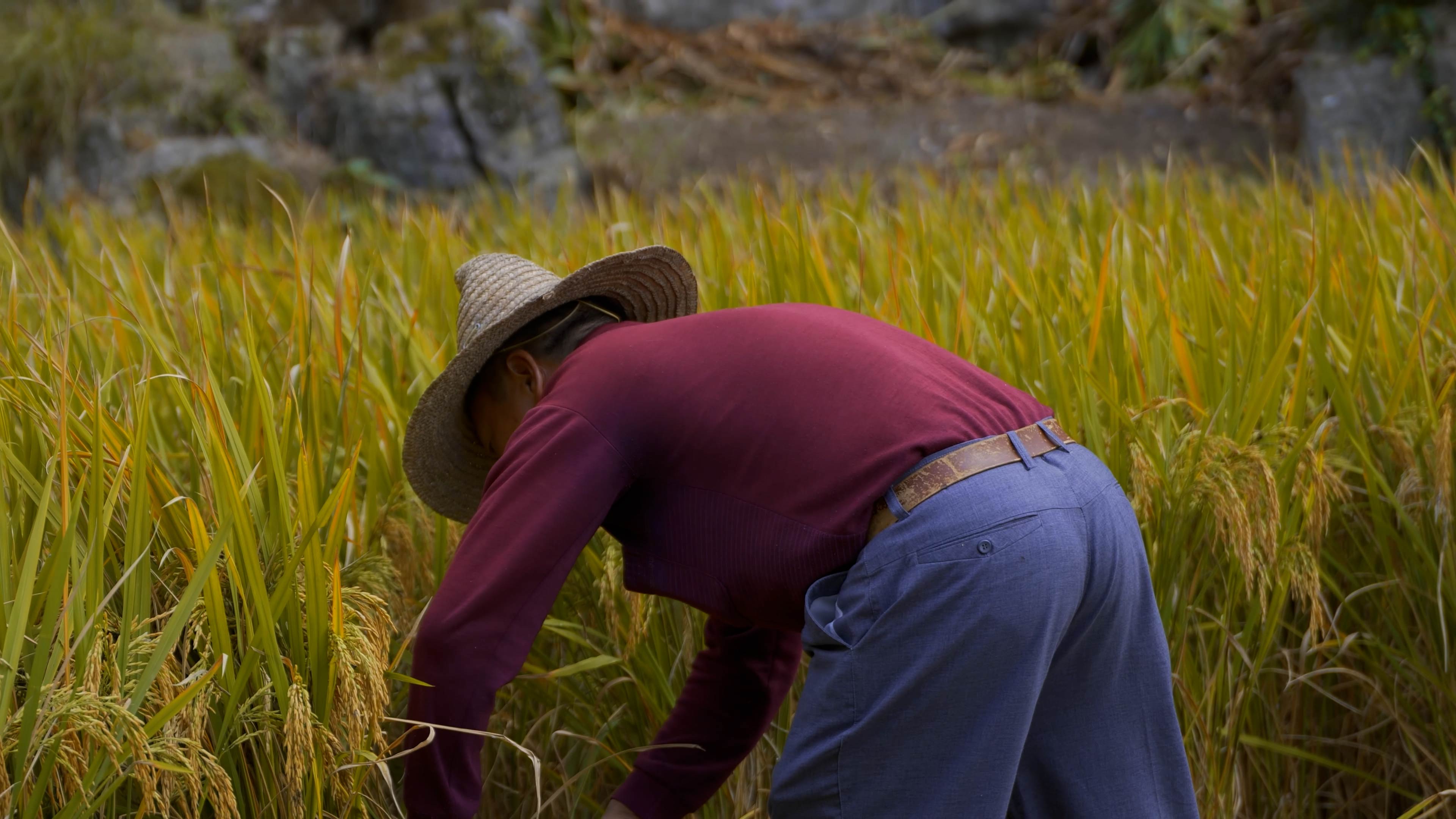 4K拍摄农民田里割稻谷收割实拍视频的预览图