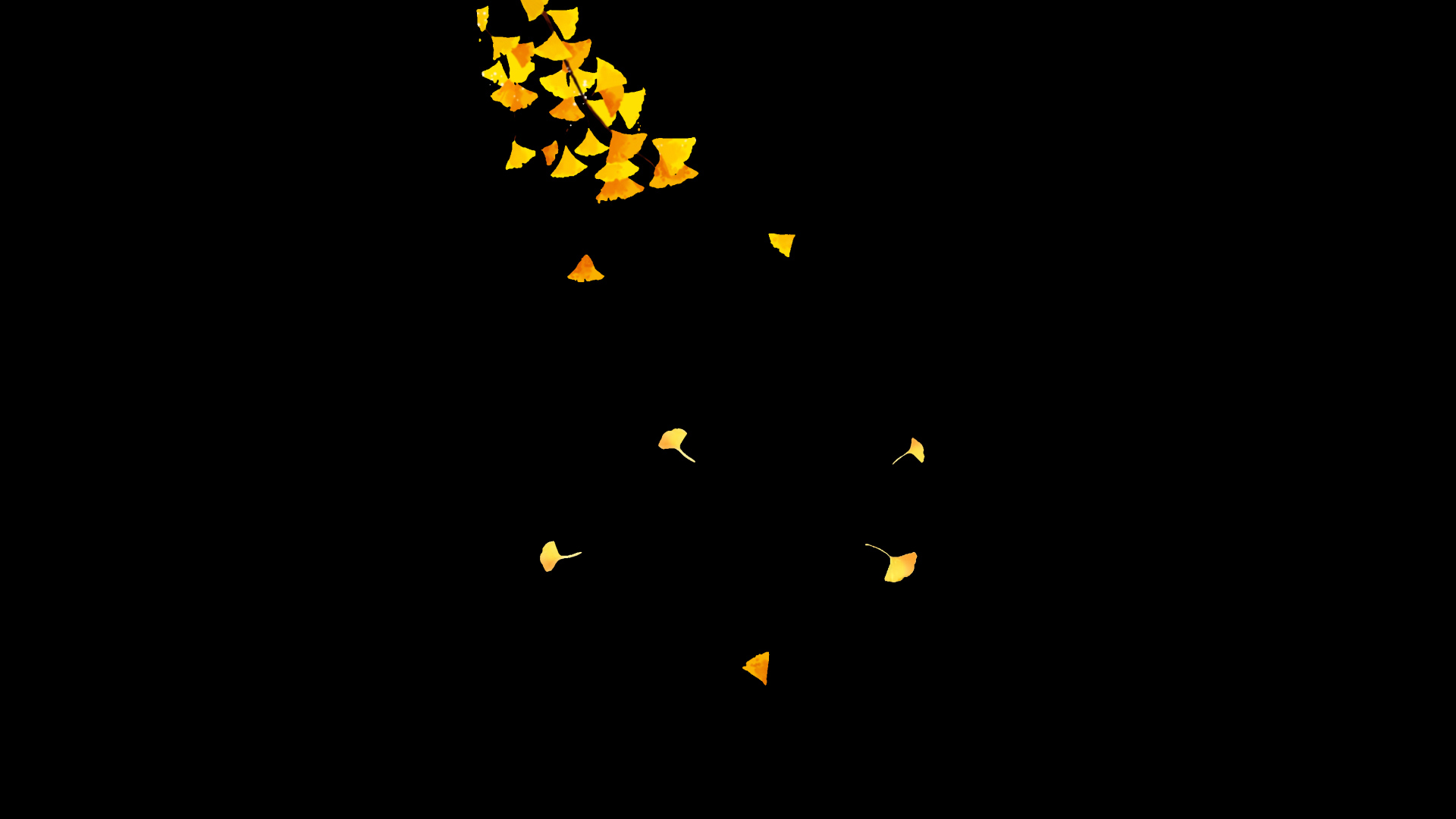 秋季秋天银杏落叶视频的预览图