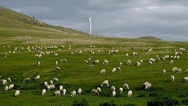 草原羊群风光实拍视频1080视频的预览图