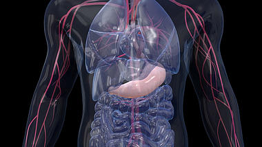 人体组织元素视频素材背景视频AE模板视频的预览图