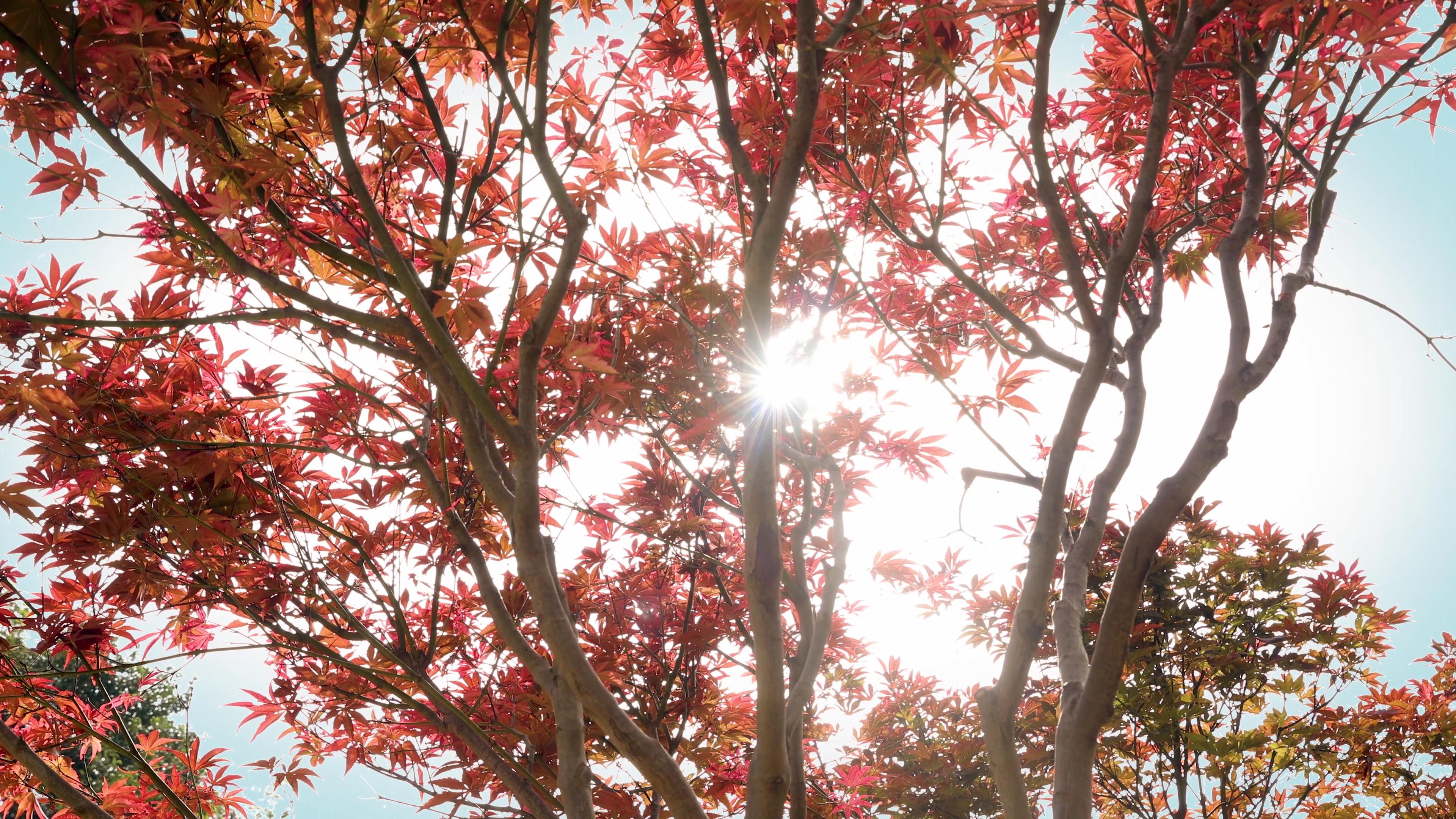 4k实拍秋天红枫叶透光暖色氛围意境视频视频的预览图