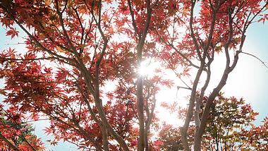 4k实拍秋天红枫叶透光暖色氛围意境视频视频的预览图
