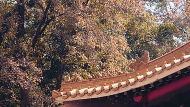 4k实拍秋天枫叶寺庙庭院古建筑视频的预览图