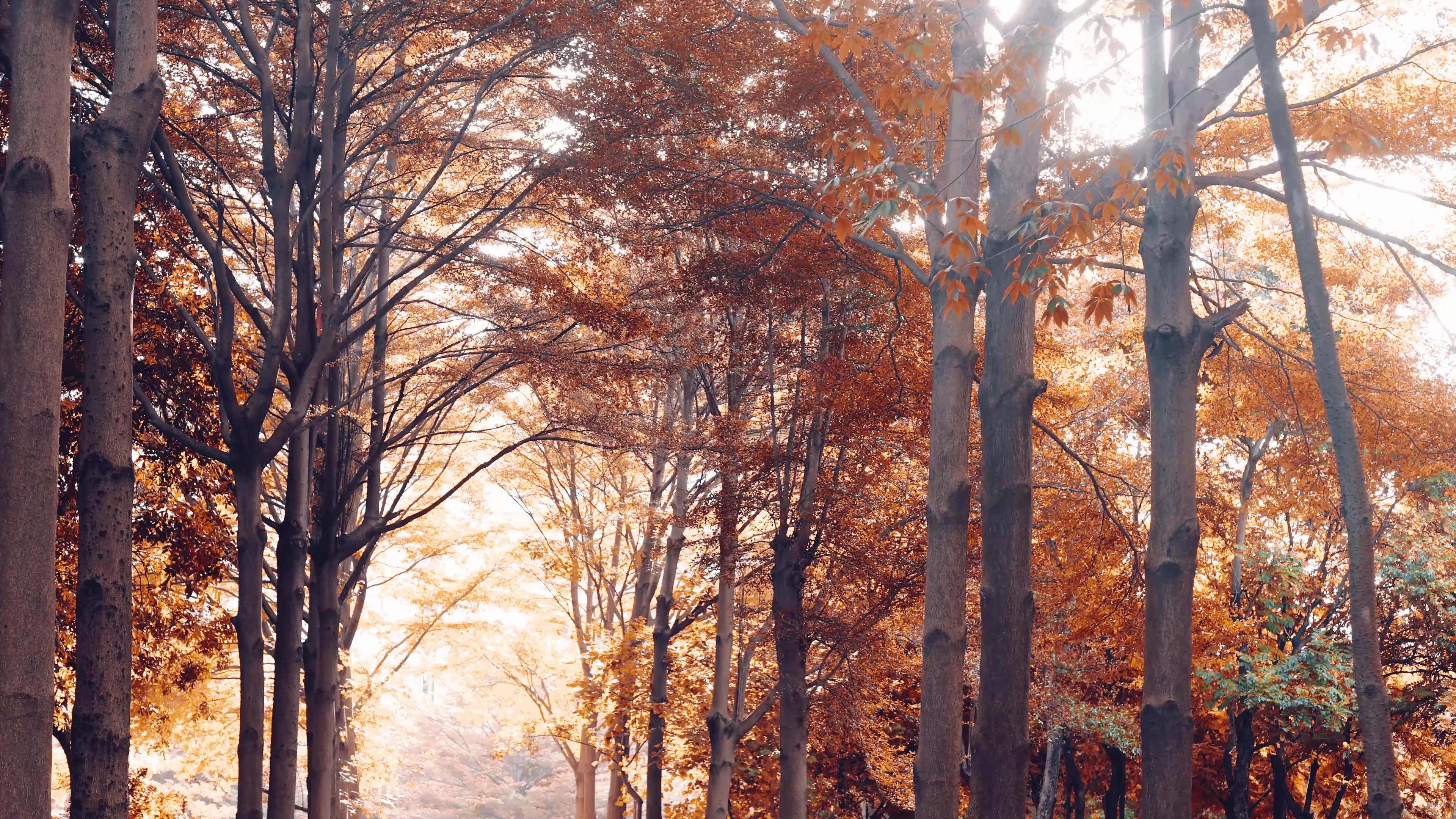 4K实拍秋天森林金黄色树林唯美风景视频的预览图