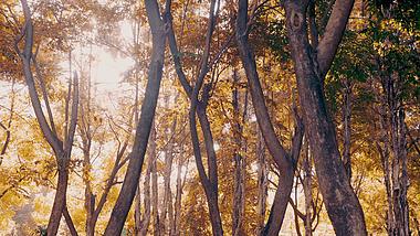 4k实拍秋天森林杉林透光唯美光线视频视频的预览图