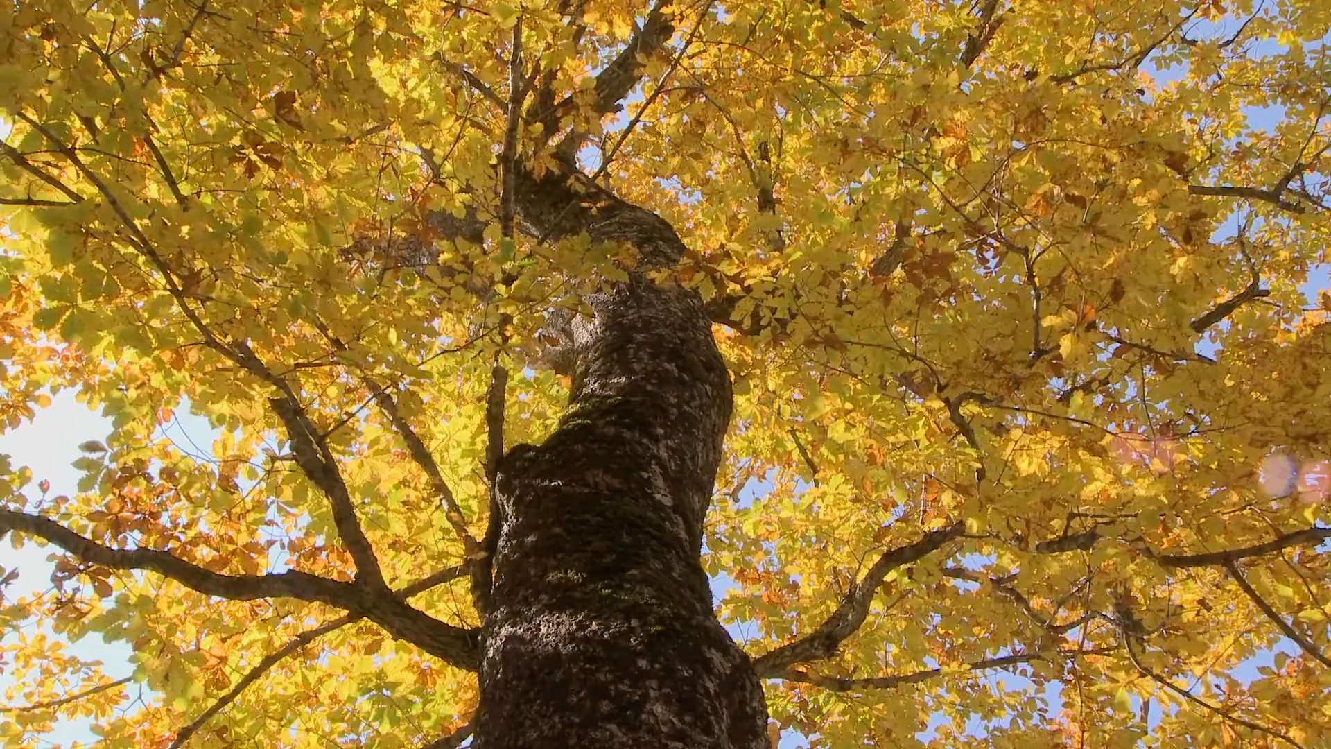 仰拍秋天金色树叶的树木实拍视频1080视频的预览图