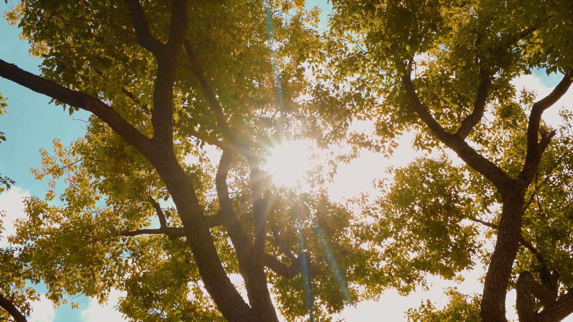 仰拍秋天大树唯美光线意境空镜视频1080视频的预览图