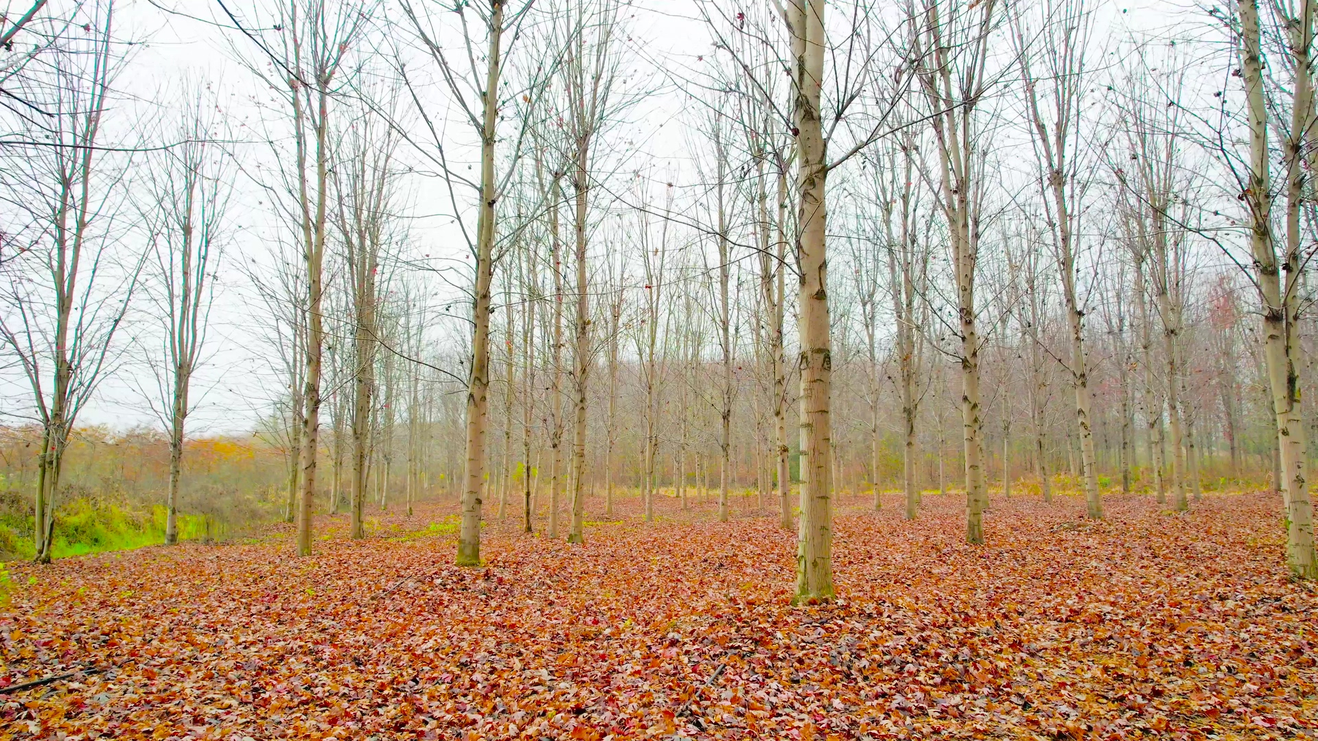 4K低空航拍秋天风景树林落叶树叶落了视频的预览图