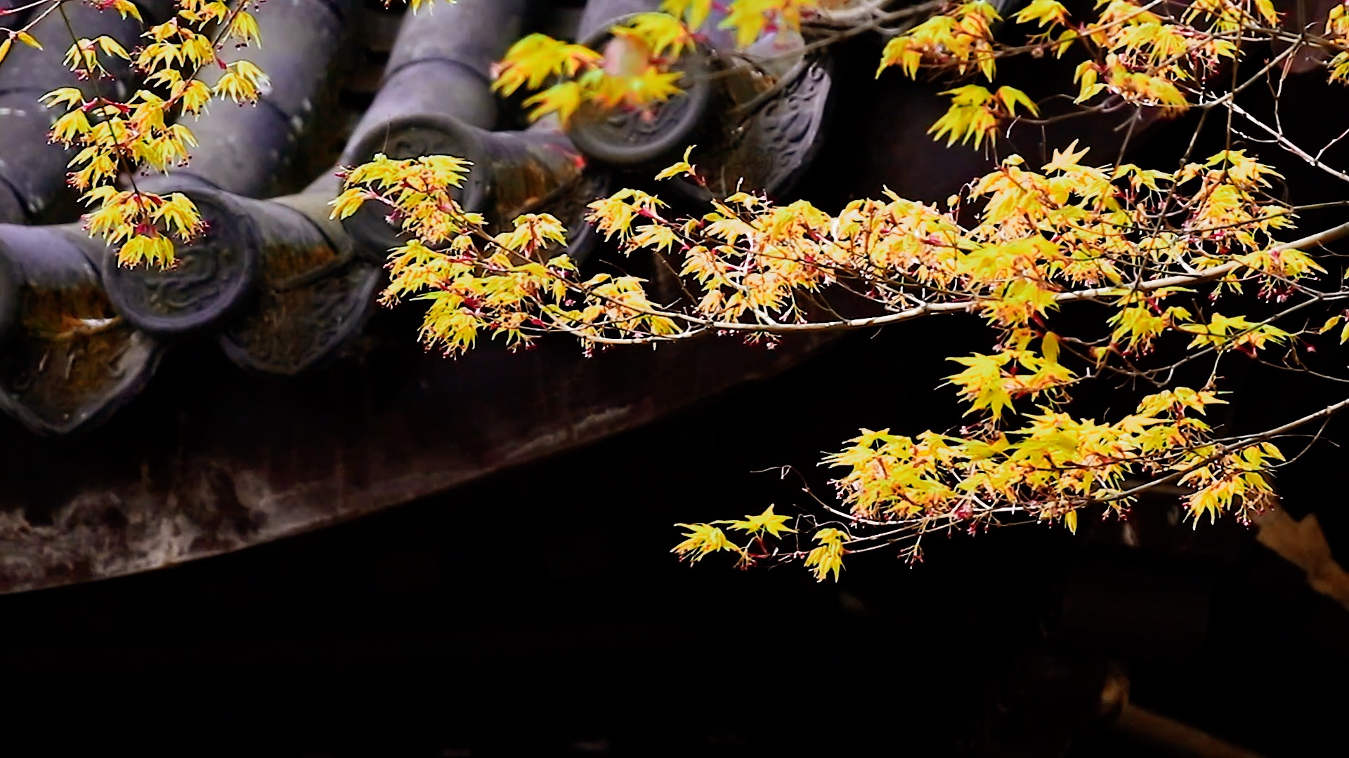 秋天枫叶和古建筑实拍视频1080视频的预览图