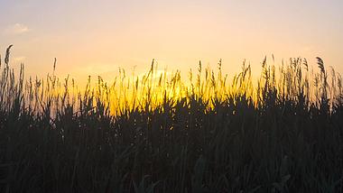 4K实拍秋天夕阳下的芦苇草随风飘摇意境空镜视频的预览图