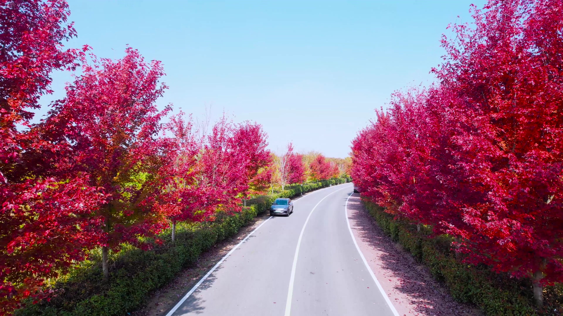 4K航拍秋天风景道路两旁红色枫树视频的预览图