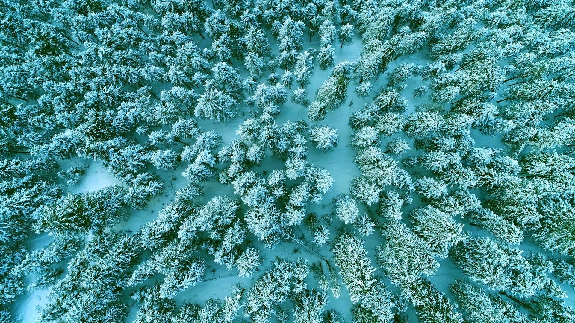 延边森林冬天雪景航拍视频1080视频的预览图