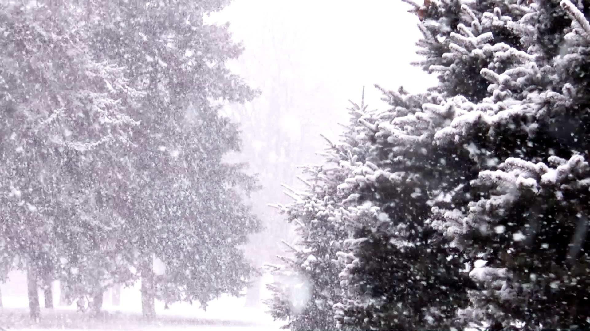 冬天暴雪中的雪松实拍视频1080视频的预览图