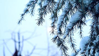 冬天下雪雪景小雪雪中松树雪松实拍视频1080视频的预览图