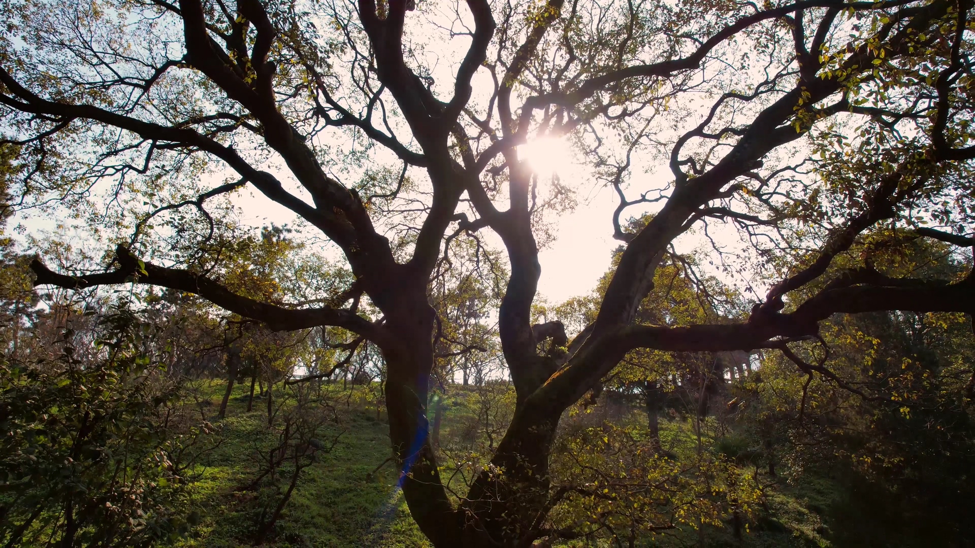 4K低空航拍秋天风景凋零的树木参天大树视频的预览图