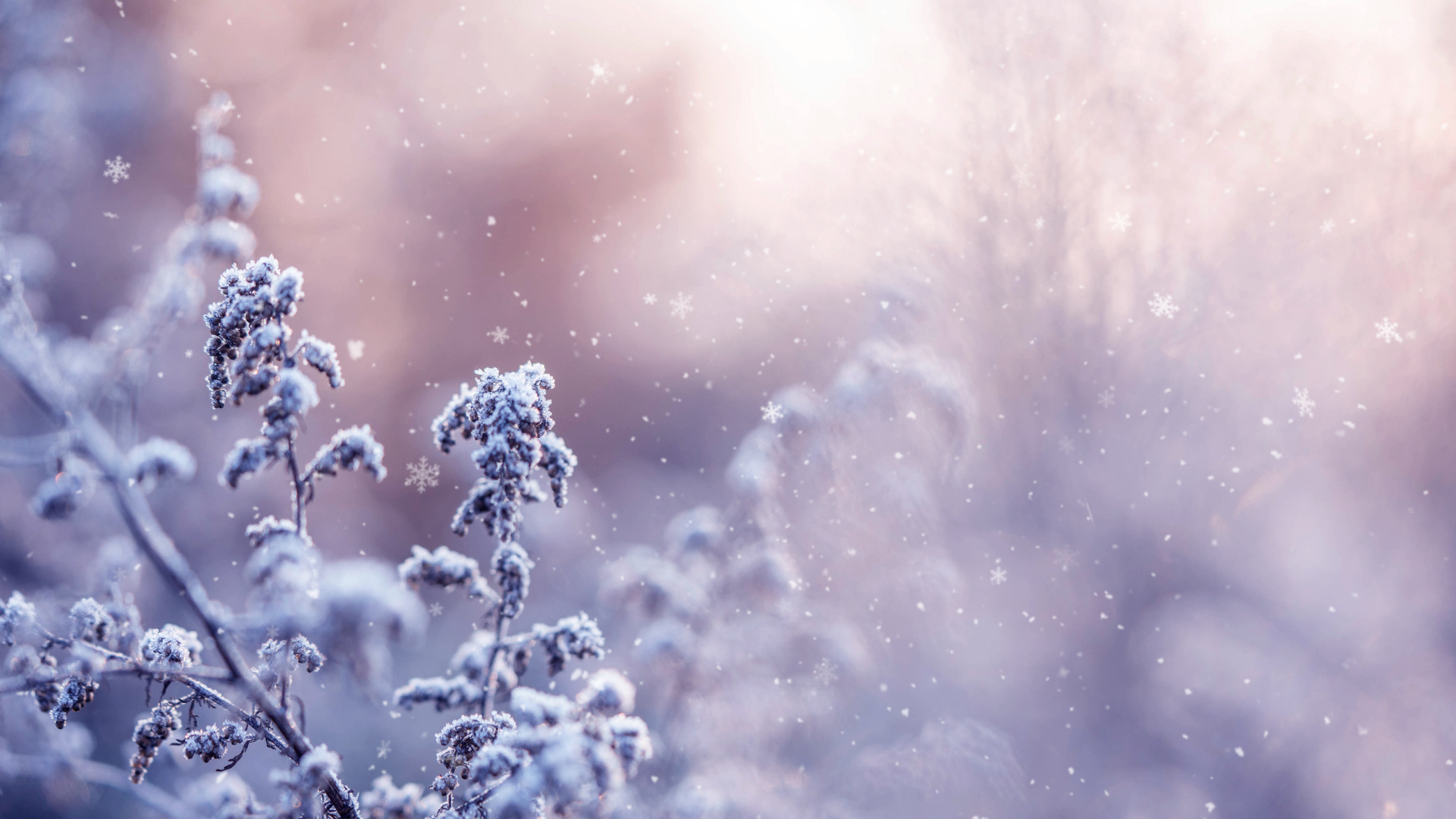 原创二十四节气冬季植物视频冬天冬季下雪动态背景AE模板视频的预览图