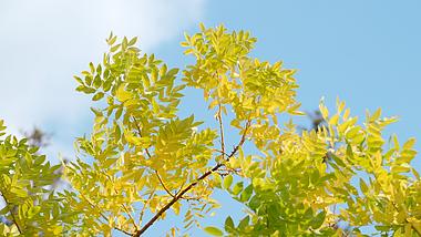 秋天的金黄树叶唯美空镜头1080视频的预览图