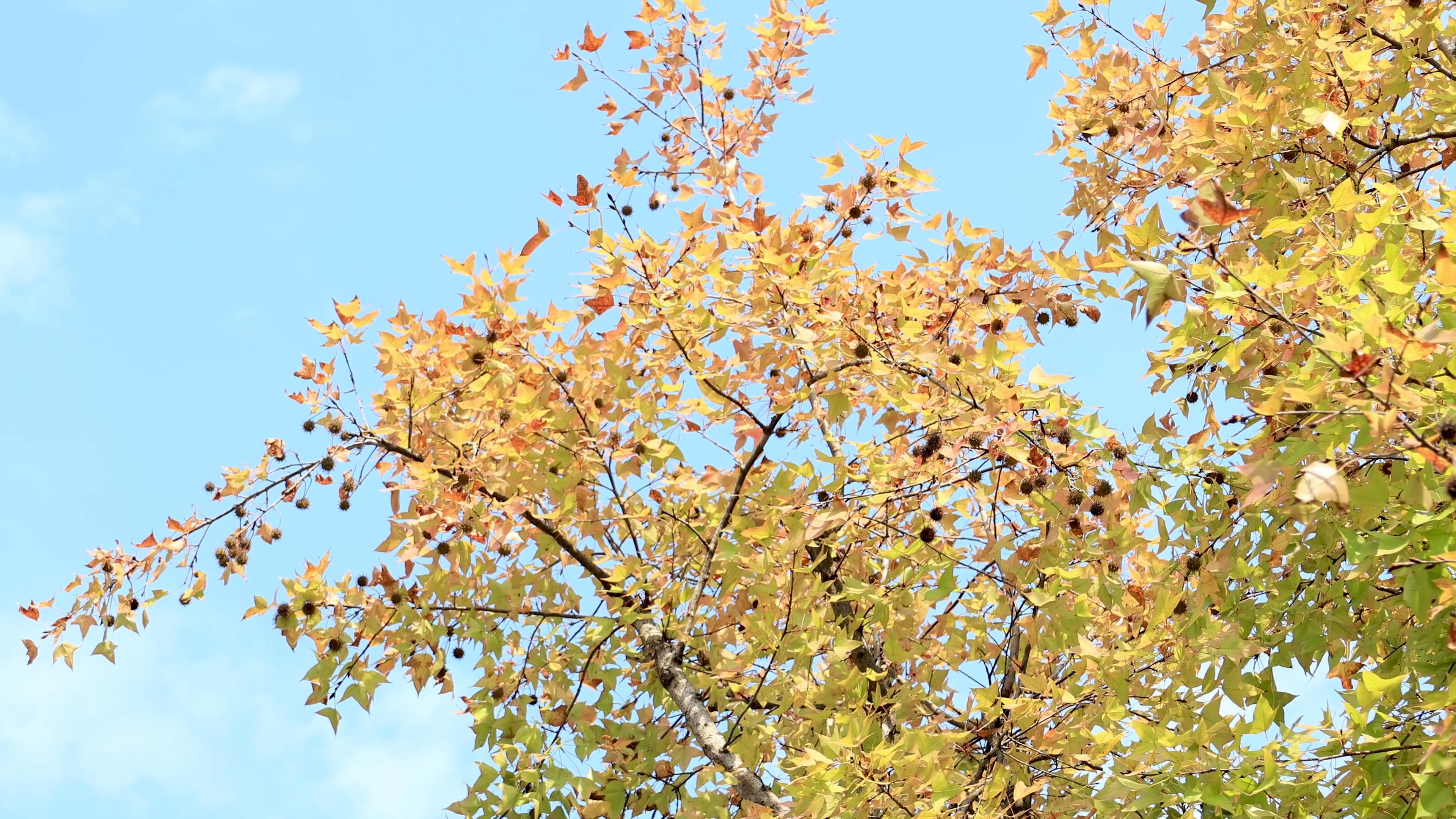 4k实拍仰拍秋天蓝天黄叶枫叶红叶视频的预览图