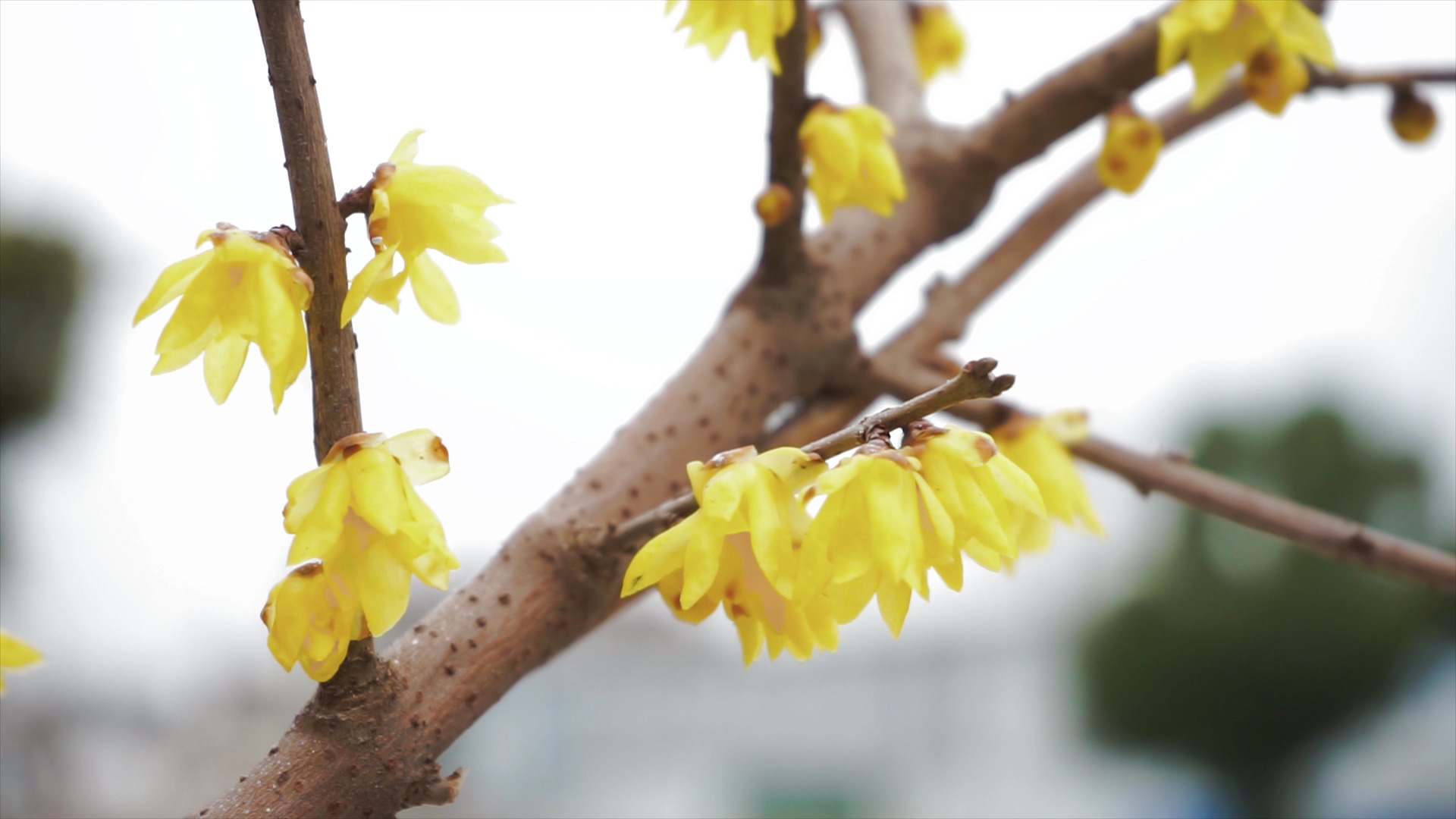 4K实拍冬天风景植物黄色腊梅花视频的预览图