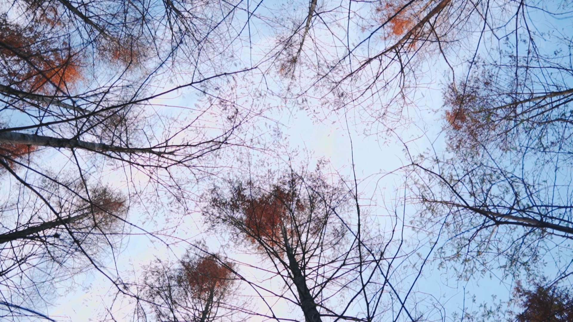 仰拍冬天红杉实拍视频1080视频的预览图