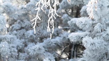 冬天风景下雪雪景实拍视频1080视频的预览图