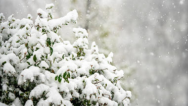 原创唯美浪漫冬季雪地树枝视频下雪冬季动态冬天背景AE模板视频的预览图
