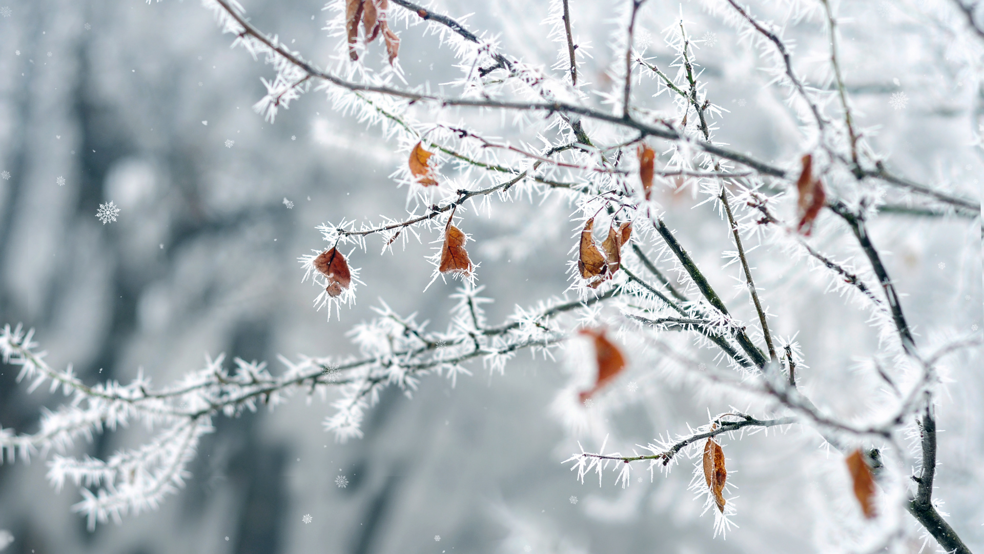 原创大气唯美冬季雪景雪树视频下雪冬季动态冬天背景AE模板视频的预览图