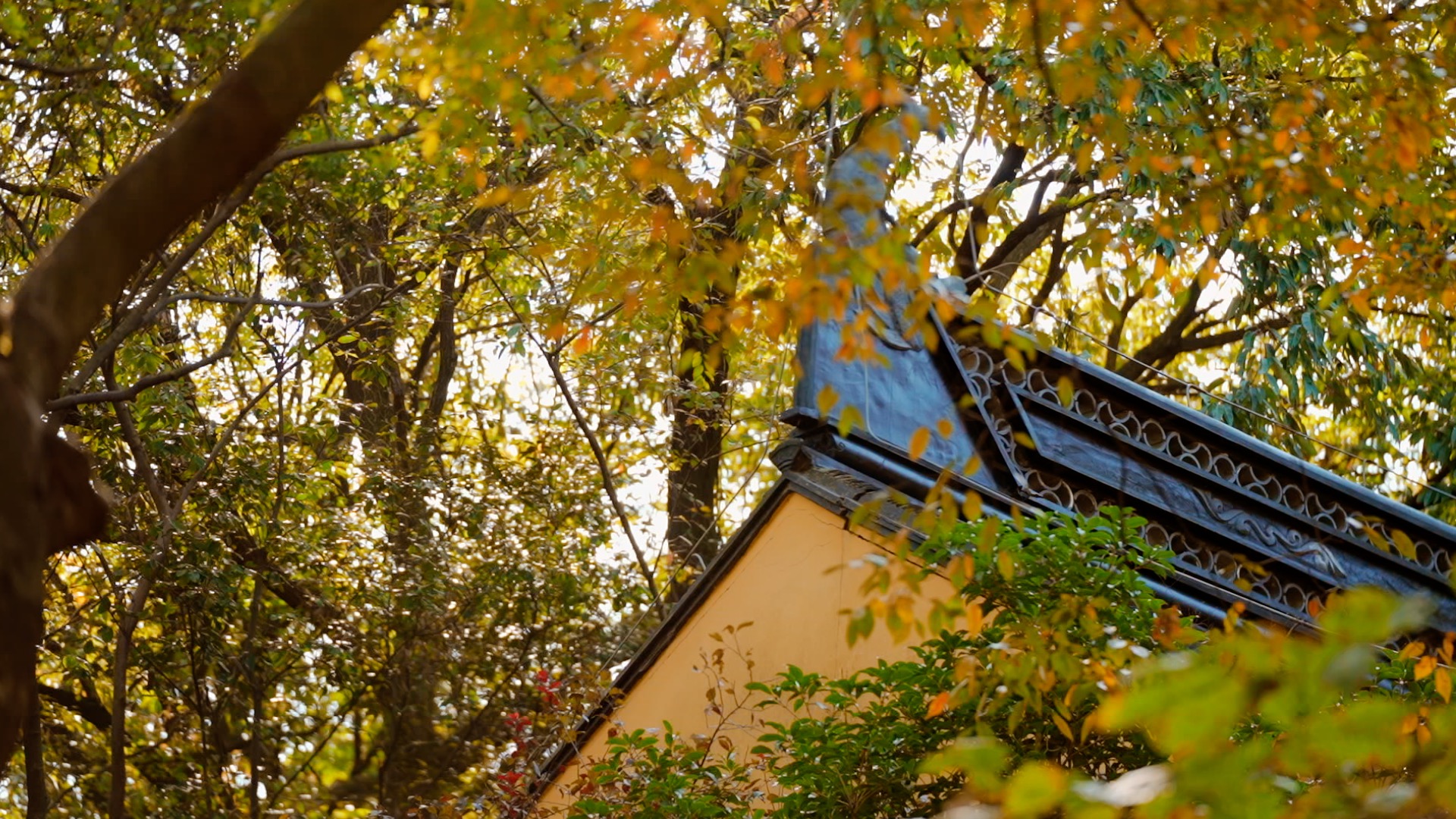 秋日树木环抱下的古风屋檐实拍视频1080视频的预览图
