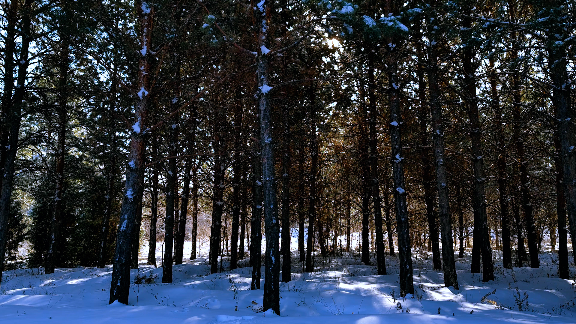 4k60帧冬天雪后阳光透过松树林实拍视频视频的预览图