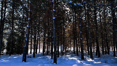 4k60帧冬天雪后阳光透过松树林实拍视频视频的预览图