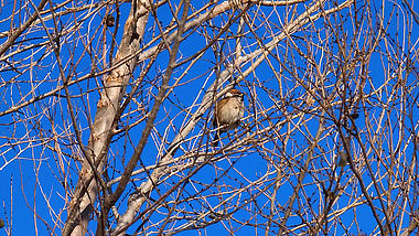 2k冬季树枝上觅食的麻雀实拍视频视频的预览图