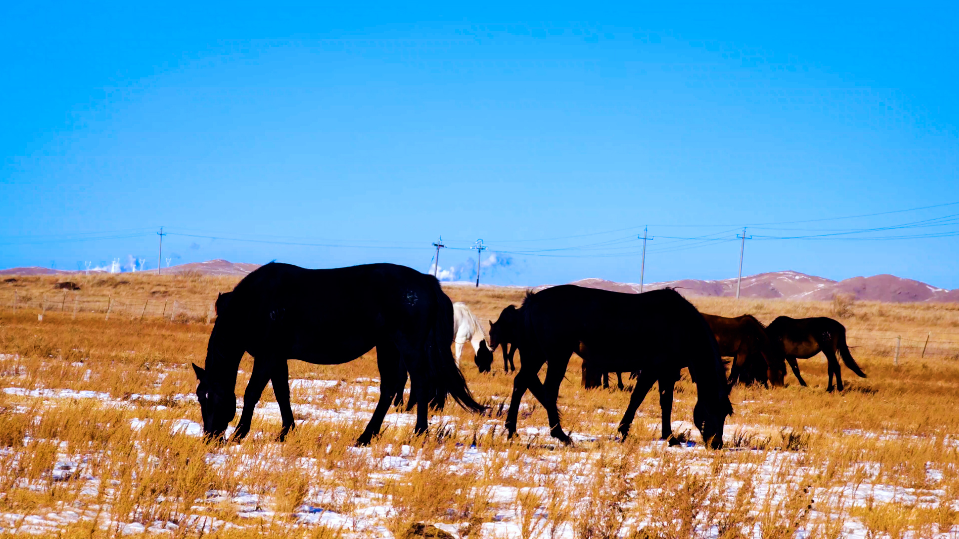 4k拍摄冬季冬天雪地上吃干草的马匹视频的预览图