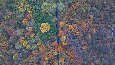 4K航拍城市公路中山陵森林公路秋景视频的预览图