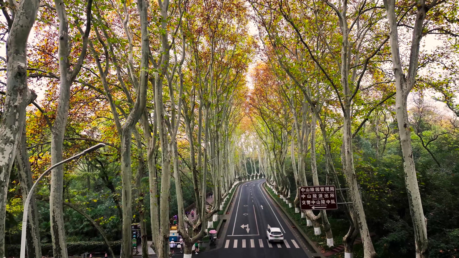 4K航拍南京陵园路梧桐大道秋景城市公路视频的预览图