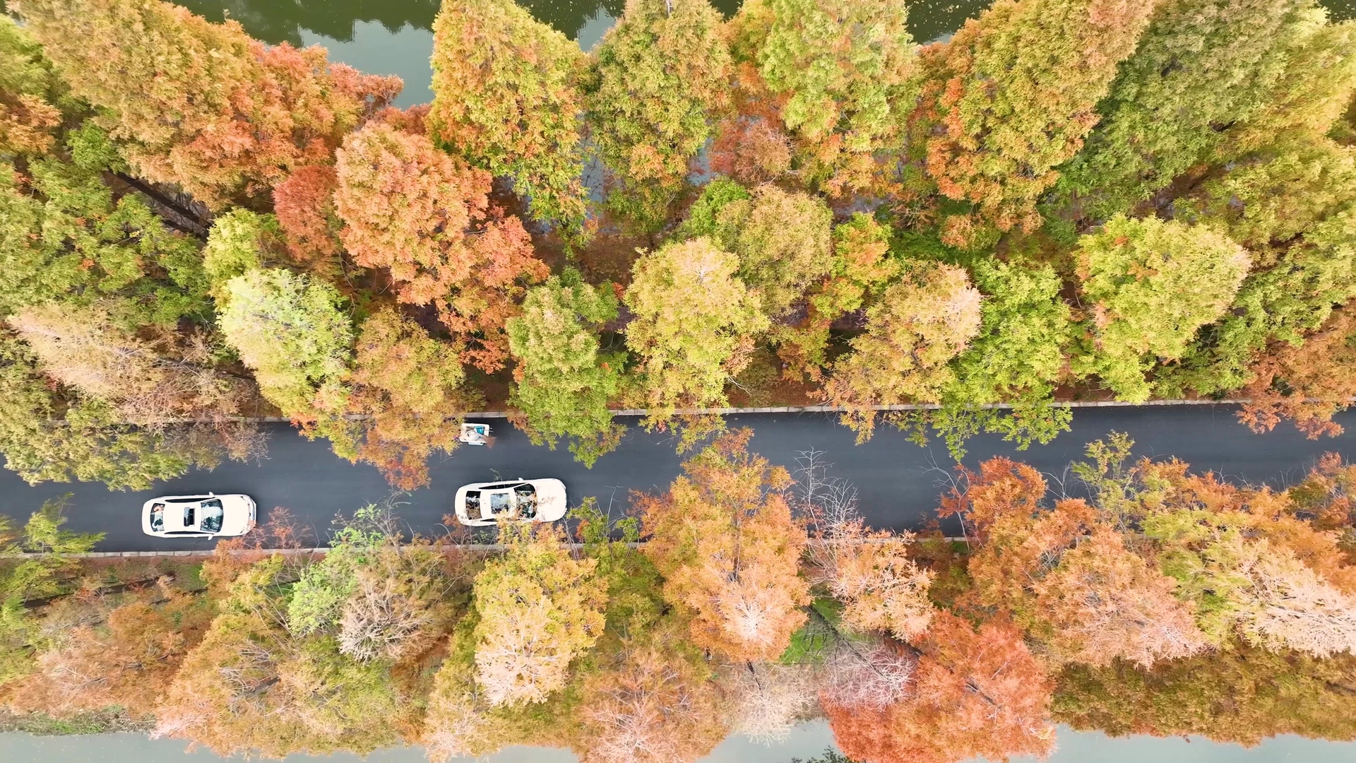 4K航拍杉树林公路秋景城市公路视频的预览图