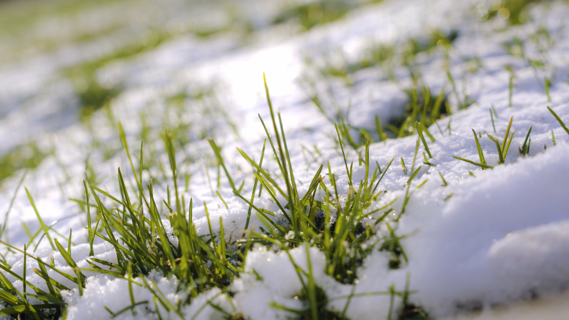 4K冬天草地雪地逆光光斑冬季大雪覆盖小草视频的预览图