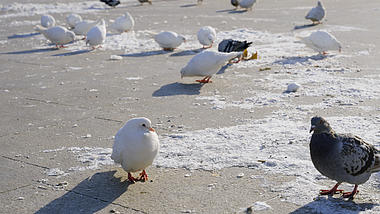 4K雪地冰面鸽子动物冬天视频的预览图