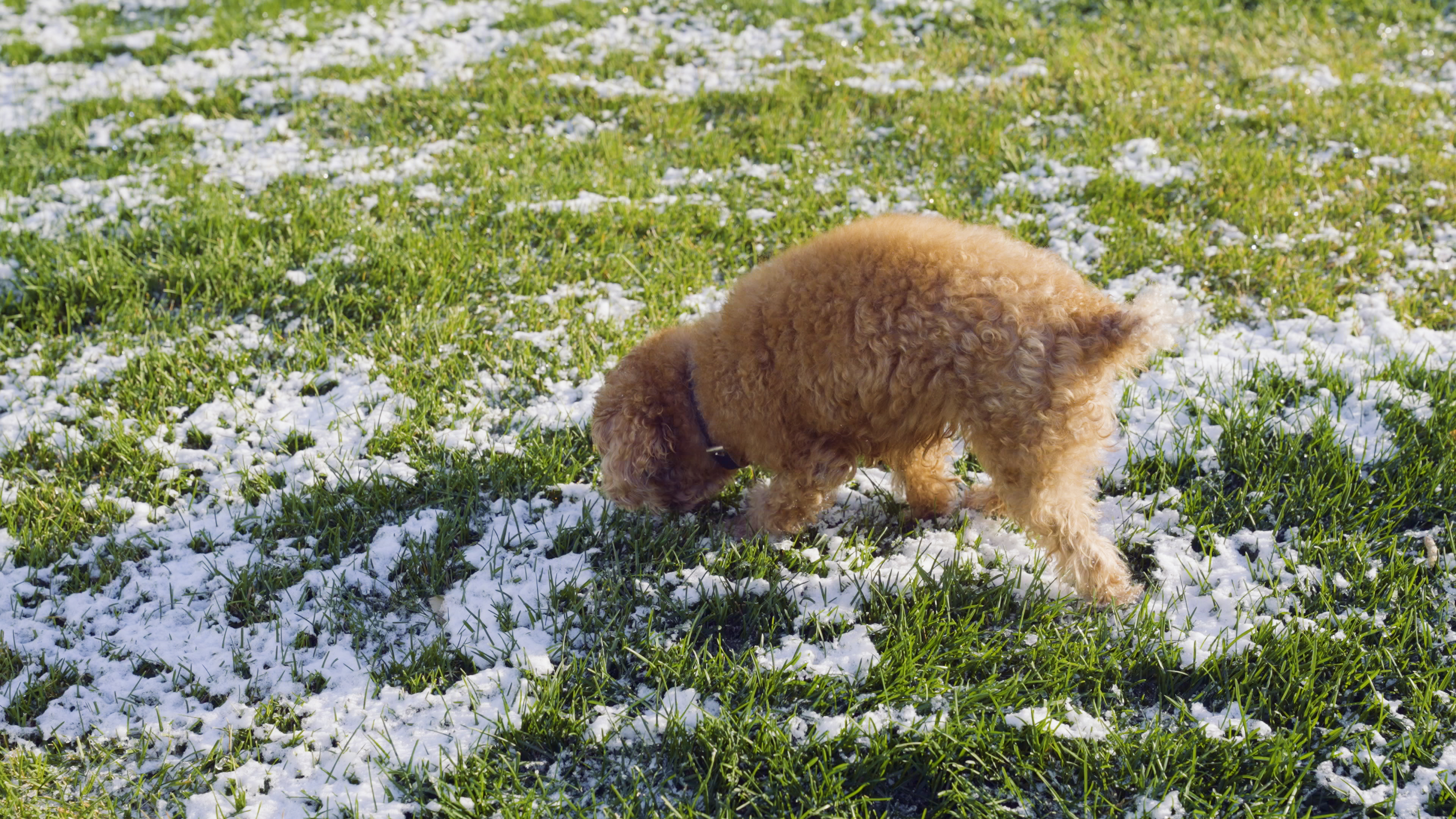 4K雪地里行走的小狗宠物动物冬季视频的预览图