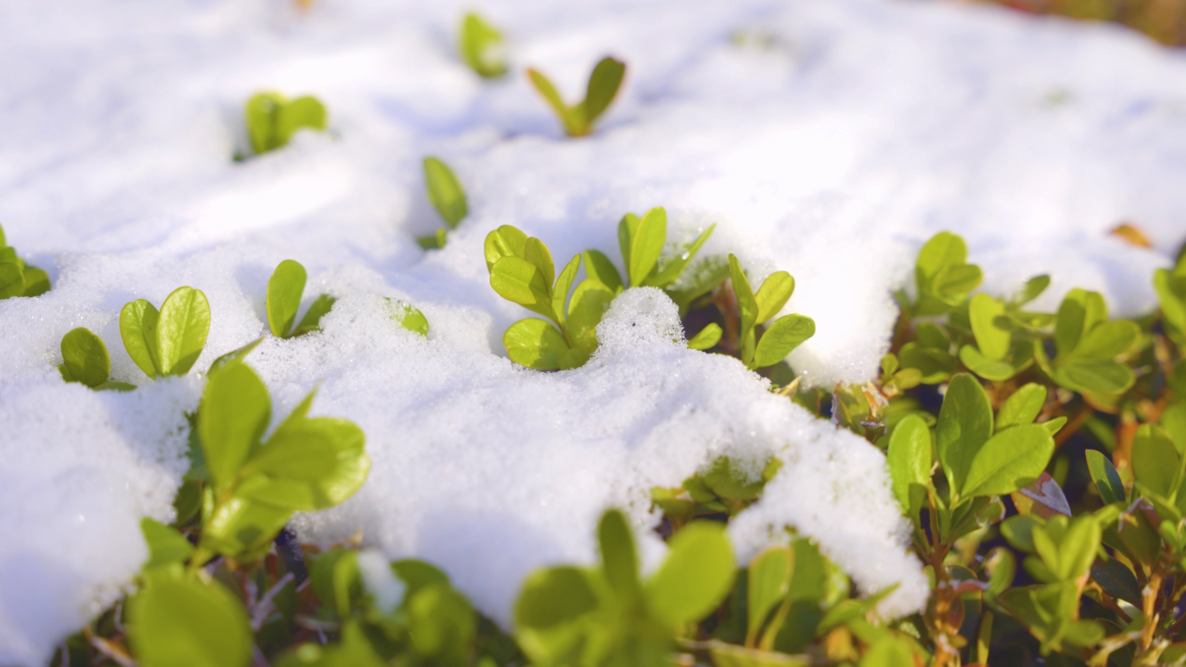 4K冬天被大雪覆盖的绿色植物视频的预览图