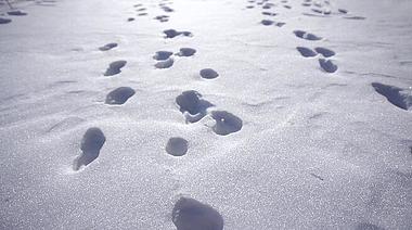 4K唯美雪地动物脚印冬天空镜实拍视频的预览图