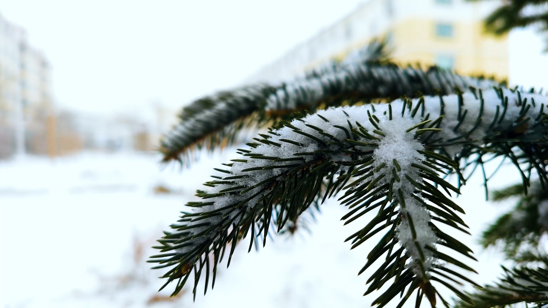 4k唯美实拍冬季下雪的松树枝视频的预览图