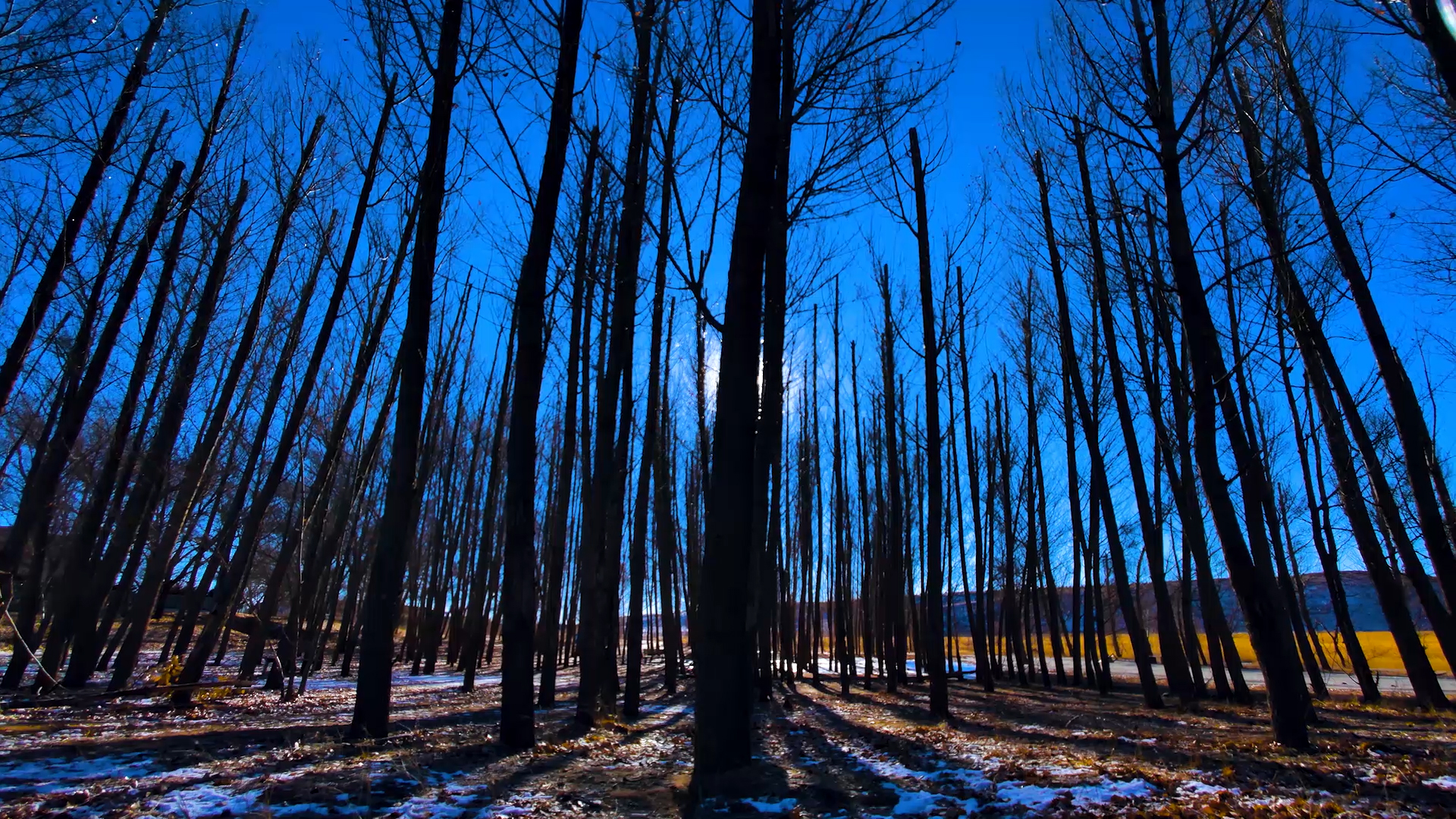 4k唯美实拍冬季阳光透过树林视频的预览图