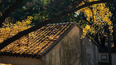 深秋自然风景银杏落叶满屋檐实拍视频视频的预览图