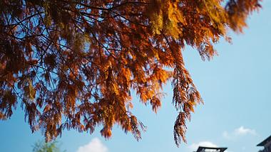 意境冬天蓝天下的红杉实拍视频1080视频的预览图