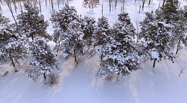 4K航拍雪松下雪冬天唯美意境空镜头视频的预览图