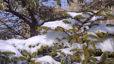 4K冬天唯美意境特写枝头松树空镜头视频的预览图