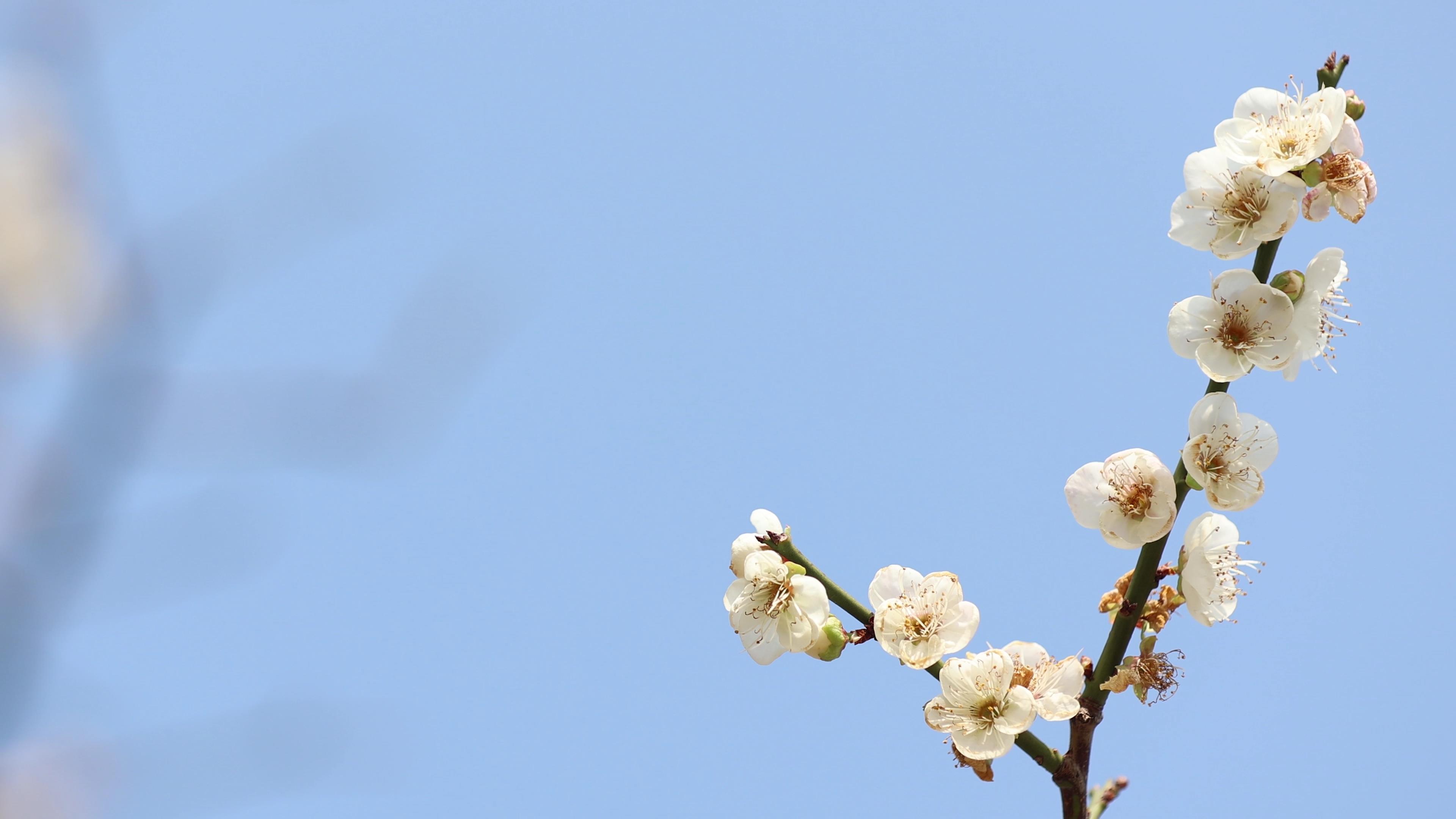 4k春天晴朗蓝天下的白梅朵朵盛开实拍视频视频的预览图