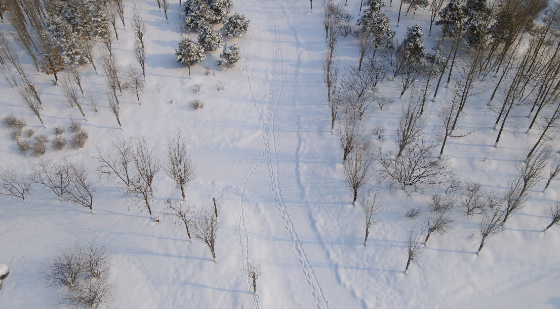 4K航拍北方冬天森林雪景下雪意境空镜头视频的预览图