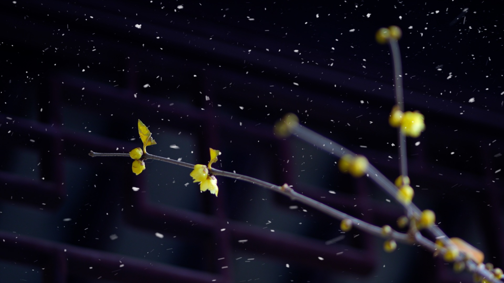 唯美冬天雪中腊梅梅花绽放风景空镜实拍视频1080视频的预览图