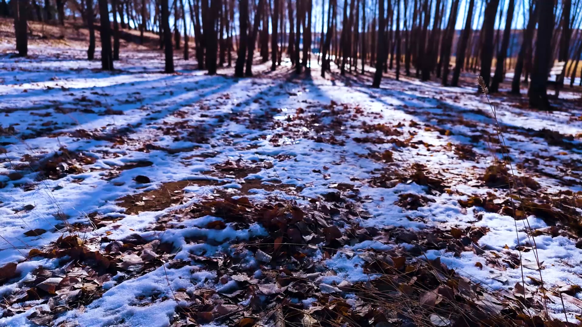 4k逆光实拍北方冬季雪地里的枯树叶视频的预览图